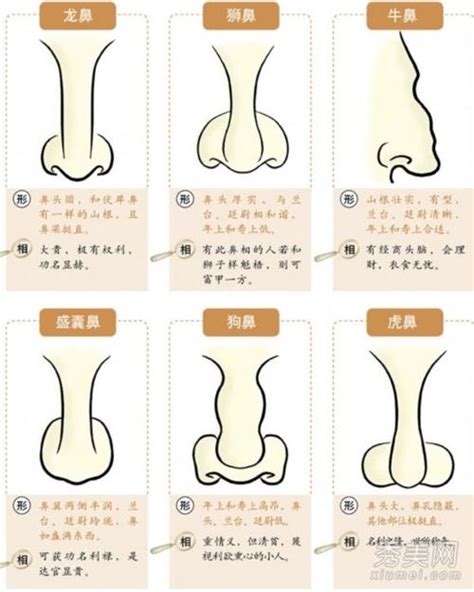 沒鼻樑面相|鼻樑低的面相解析